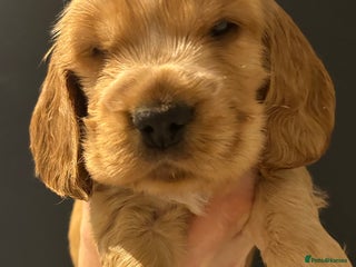 Cocker Spaniel dogs Two golden show type cocker spaniel Boys - Advert 16