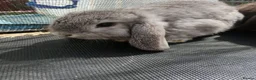 Mini Lop rabbits for sale: Pure mini lop Bunny ready from 12/06 - Advert 15