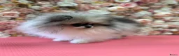 Pomeranian dogs for sale: KC registered Pomeranian Puppies for sale  - Advert 15