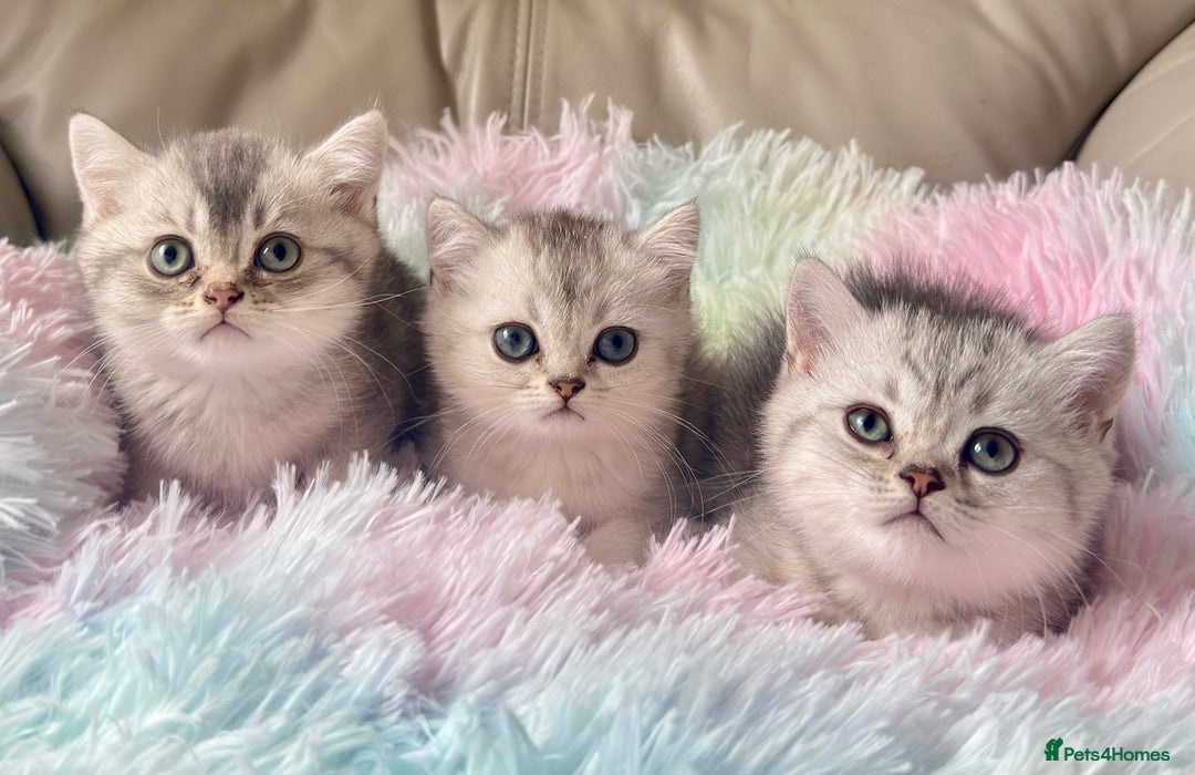 British Shorthair cats for sale: Grand champion bloodline silver shaded BSH kittens - Image 1