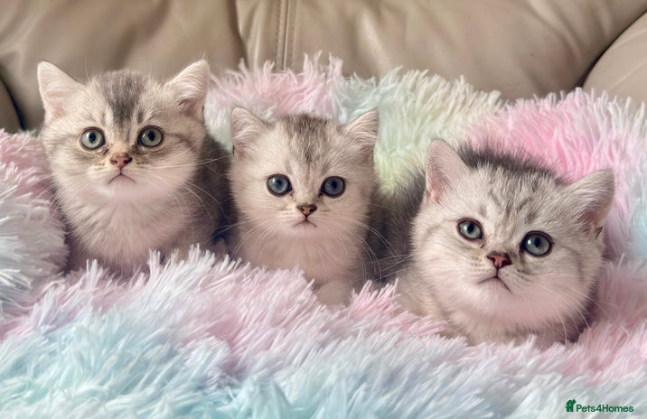 British Shorthair cats - Advert 1