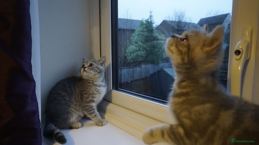 British Shorthair cats for sale: British Blue tabbies boys and girls - Advert 9