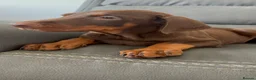 Dobermann dogs for sale: ⭐ READY NOW ⭐ 1 LEFT!! Doberman Puppies for sale  - Advert 3