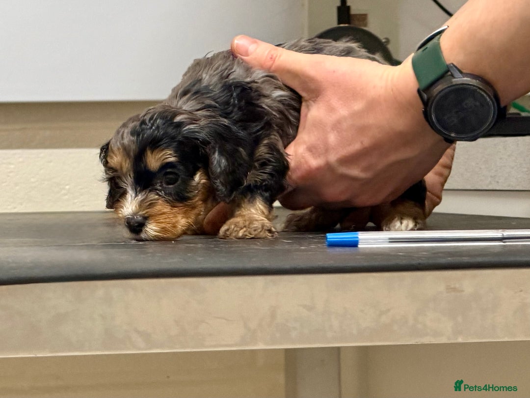 Cavapoo dogs for sale: Ready to leave! Top Class Cavapoo puppies.  - Advert 14