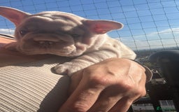 French Bulldog dogs for sale: Stunning ** French bulldogs  - Image 3