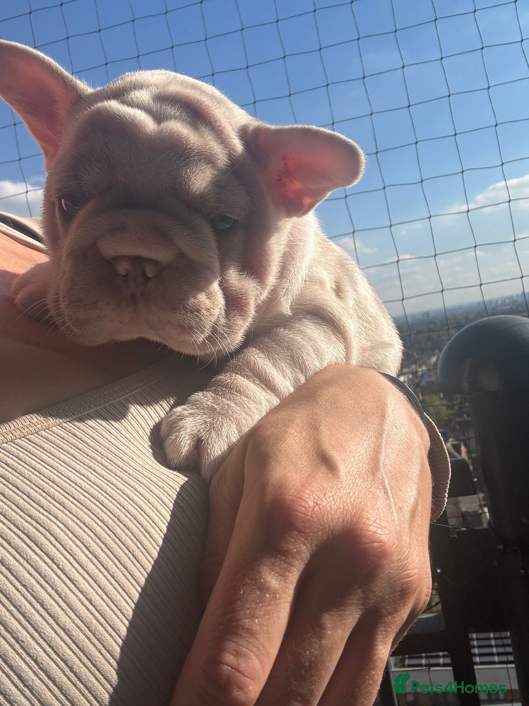 French Bulldog dogs for sale: Stunning ** French bulldogs  - Image 3