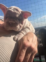 French Bulldog dogs - Advert 16