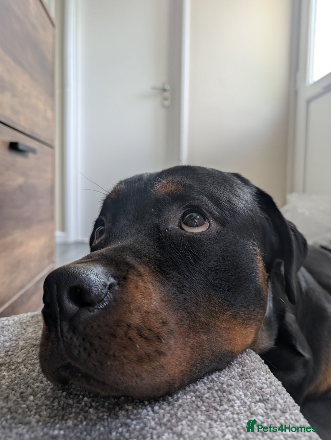 Rottweiler dogs for sale: 1 year 6 month rottweiler needs urgent rehoming - Image 4