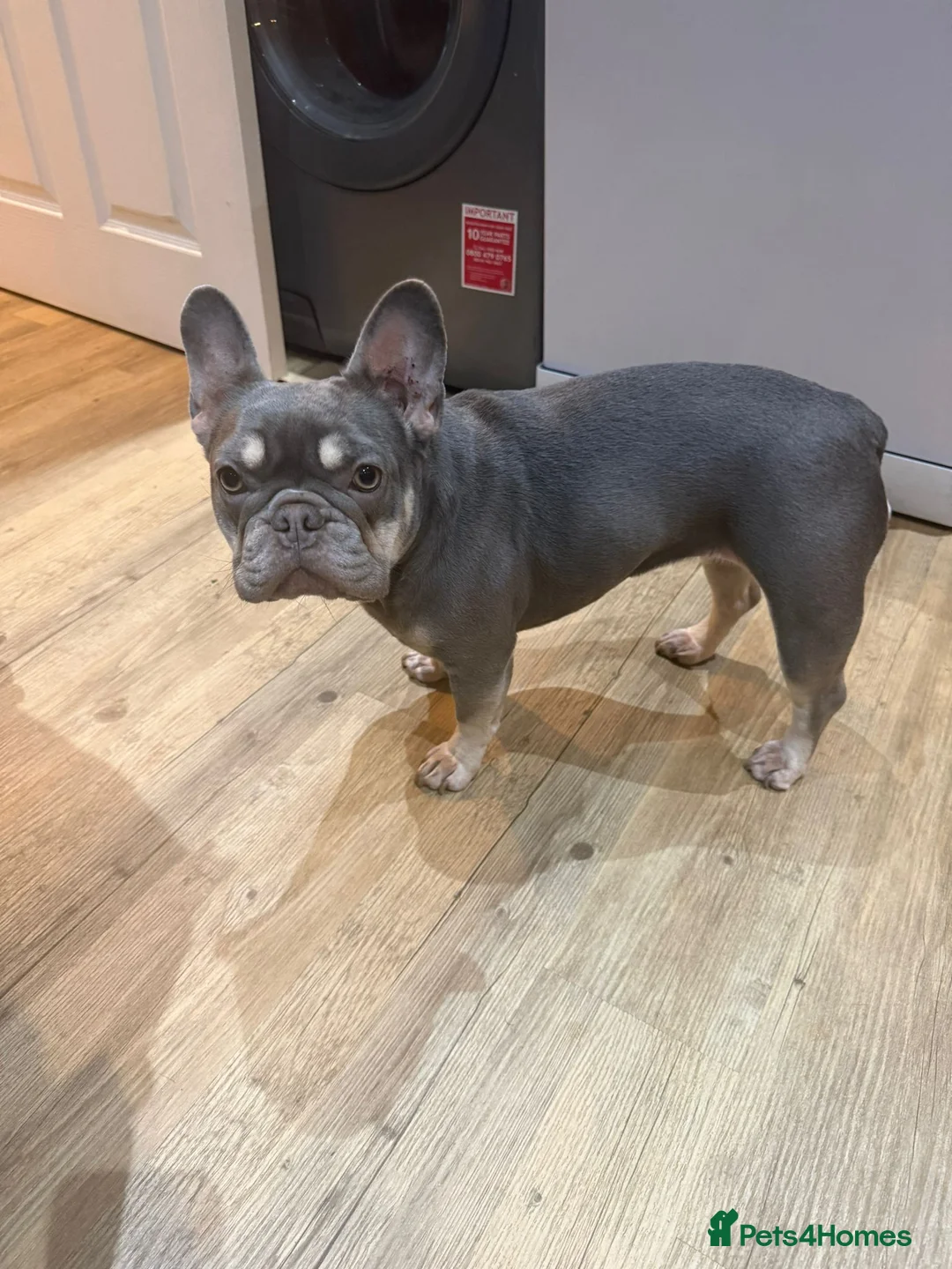 French Bulldog dogs for sale: Mabel in Castleford - Advert 2