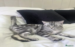 British Shorthair cats for sale: Gorgeous friendly british short hair girl - Image 8