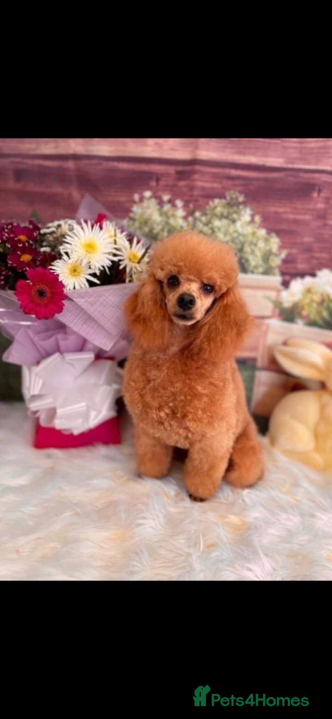 Cavapoo dogs for sale: F1b red cavapoo  - Image 12