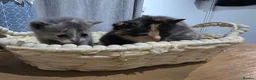Mixed Breed cats for sale: Lovely mixed kittens in Swansea - Advert 4