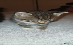 Mixed Breed cats for sale: Tabby kittens - Image 3