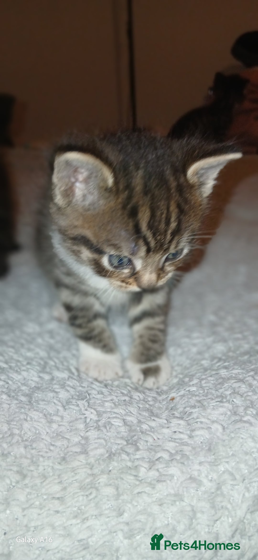 Mixed Breed cats for sale: Tabby kittens - Image 3