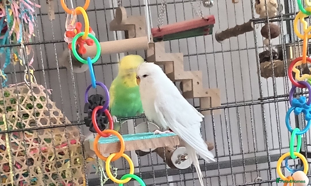 Budgerigars birds for sale: Budgie needs new home - Advert 1