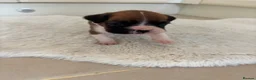 Boxer dogs for sale: Boxer puppies - Advert 17