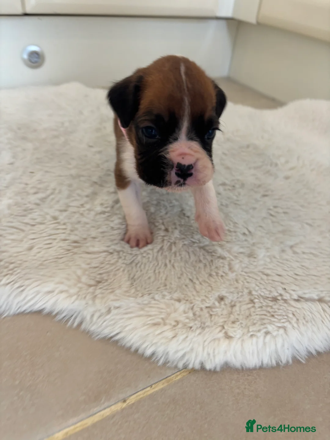 Boxer dogs for sale: Boxer puppies - Advert 17