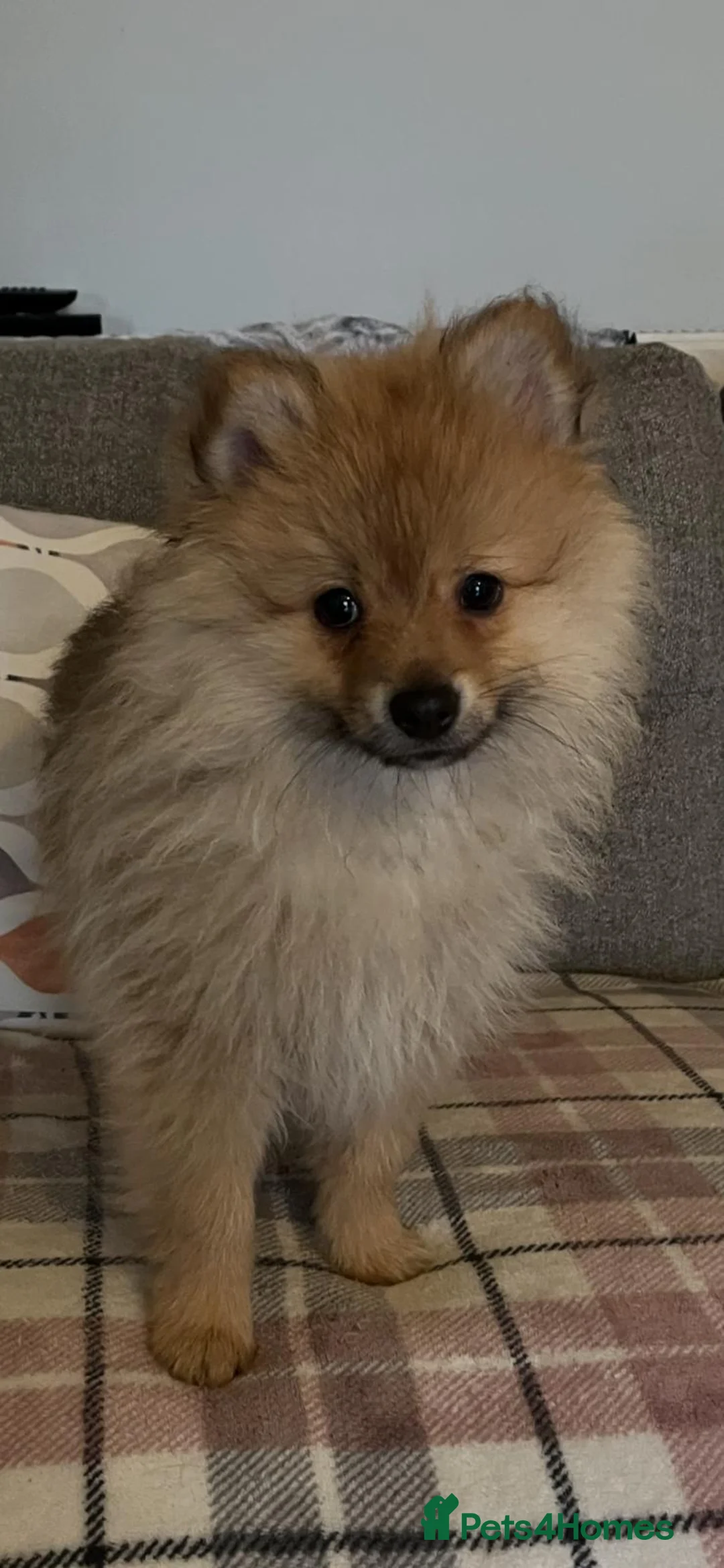 Pomeranian dogs for sale: Two male Pomeranian puppies for sale - Advert 21