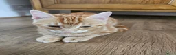 Siberian cats for sale: Stunning half Siberian kittens ready to be rehome. - Advert 3