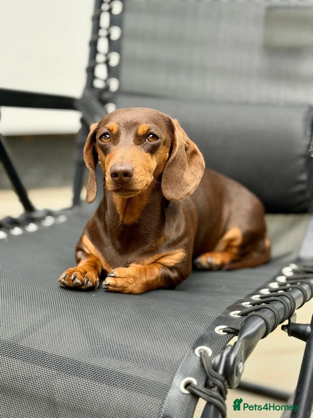 Miniature Dachshund dogs for sale: Miniature Dachshund Puppies – 3 Girls Available!  in Chelmsford - Advert 5