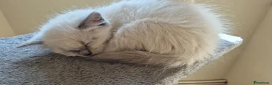 Ragdoll Kitten 1 ( fluffy)