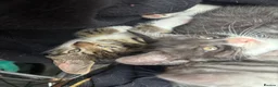 Mixed Breed cats for sale: bengal x kittens - Advert 12