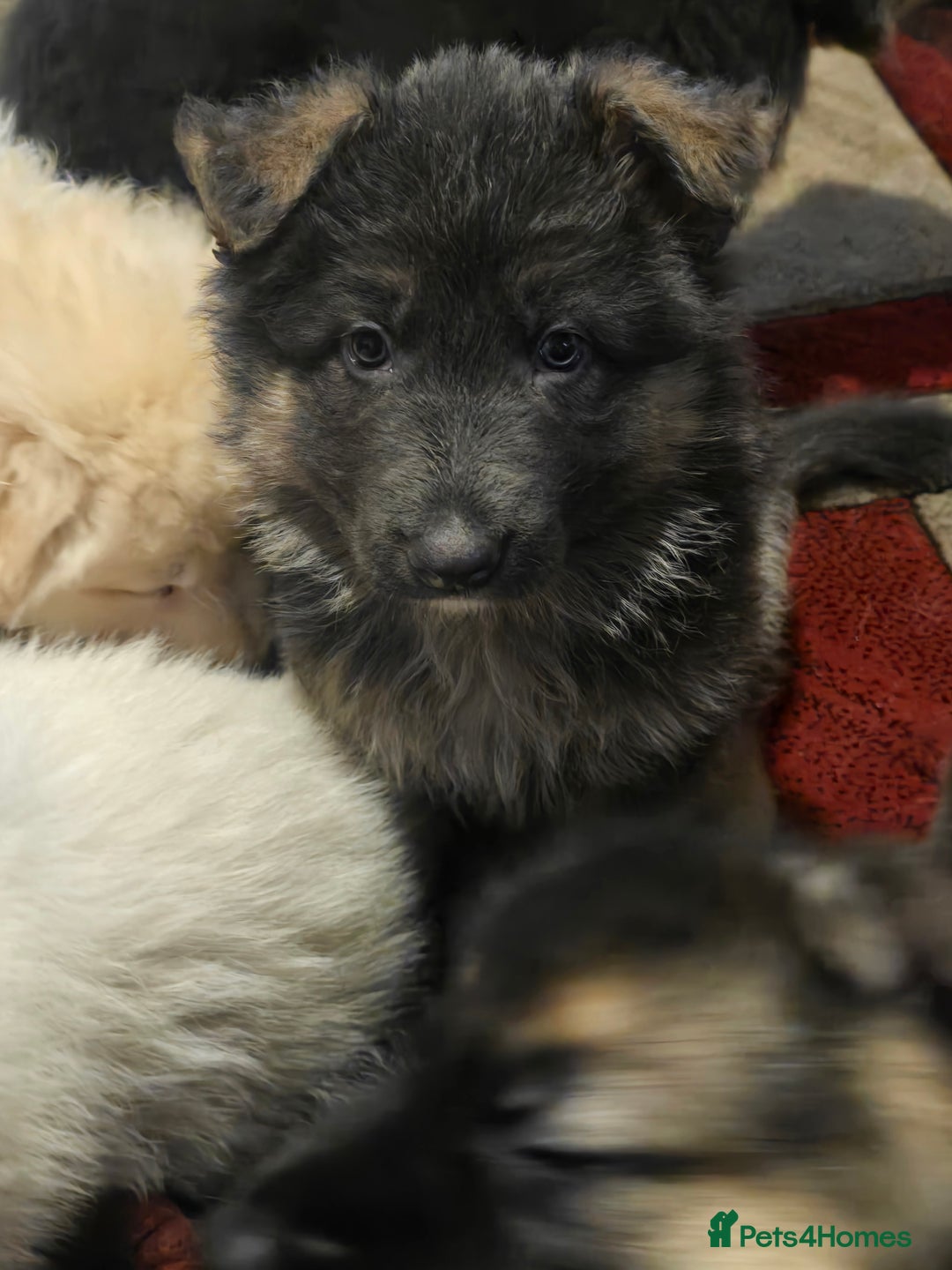 German Shepherd dogs for sale: Ready this Thur 17 July KCReg GSD 1 boy left £1300 in Kingussie - Image 15
