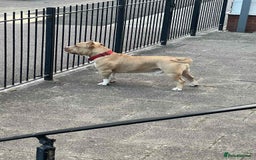 American Bully dogs for stud: Healthy Bully Stud Available Now - Image 5