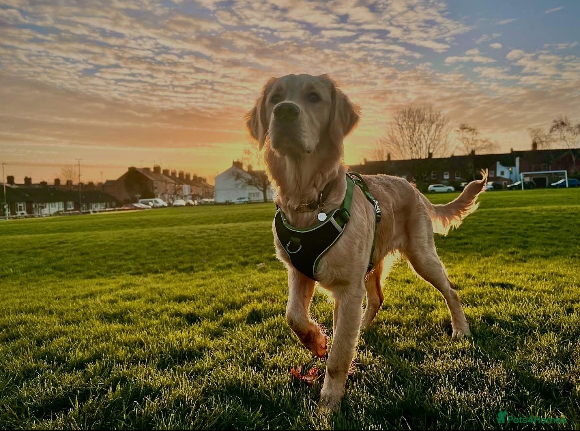 Golden Retriever dogs Frank is ready to be a Stud dog - Advert 1