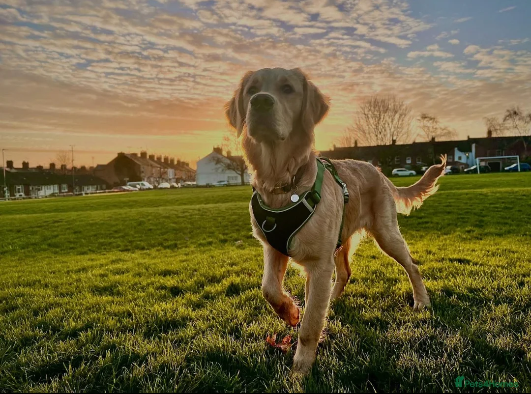 Golden Retriever dogs for stud: Frank is ready to be a Stud dog - Advert 1