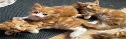 Mixed Breed cats for sale: Lovely kittens for sale  - Advert 9