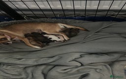 Chihuahua dogs for sale: Baby Chihuahuas - Image 6