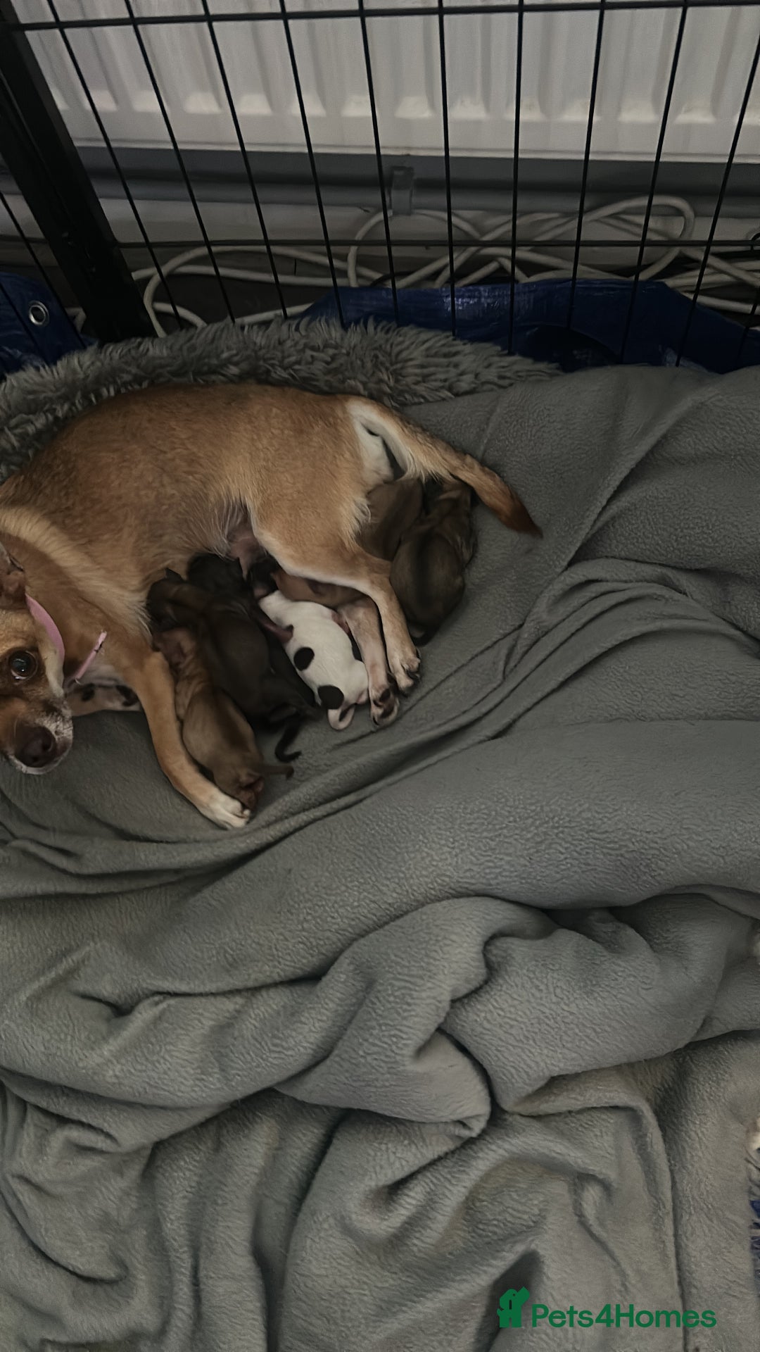 Chihuahua dogs for sale: Baby Chihuahuas - Image 6