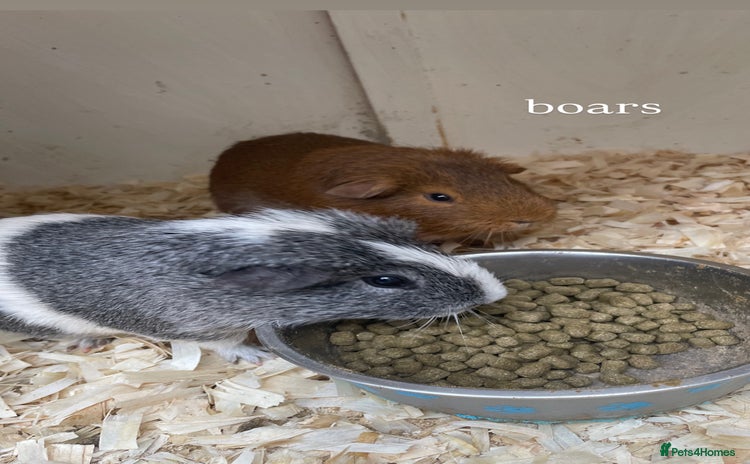 Guinea Pig rodents - Advert 1