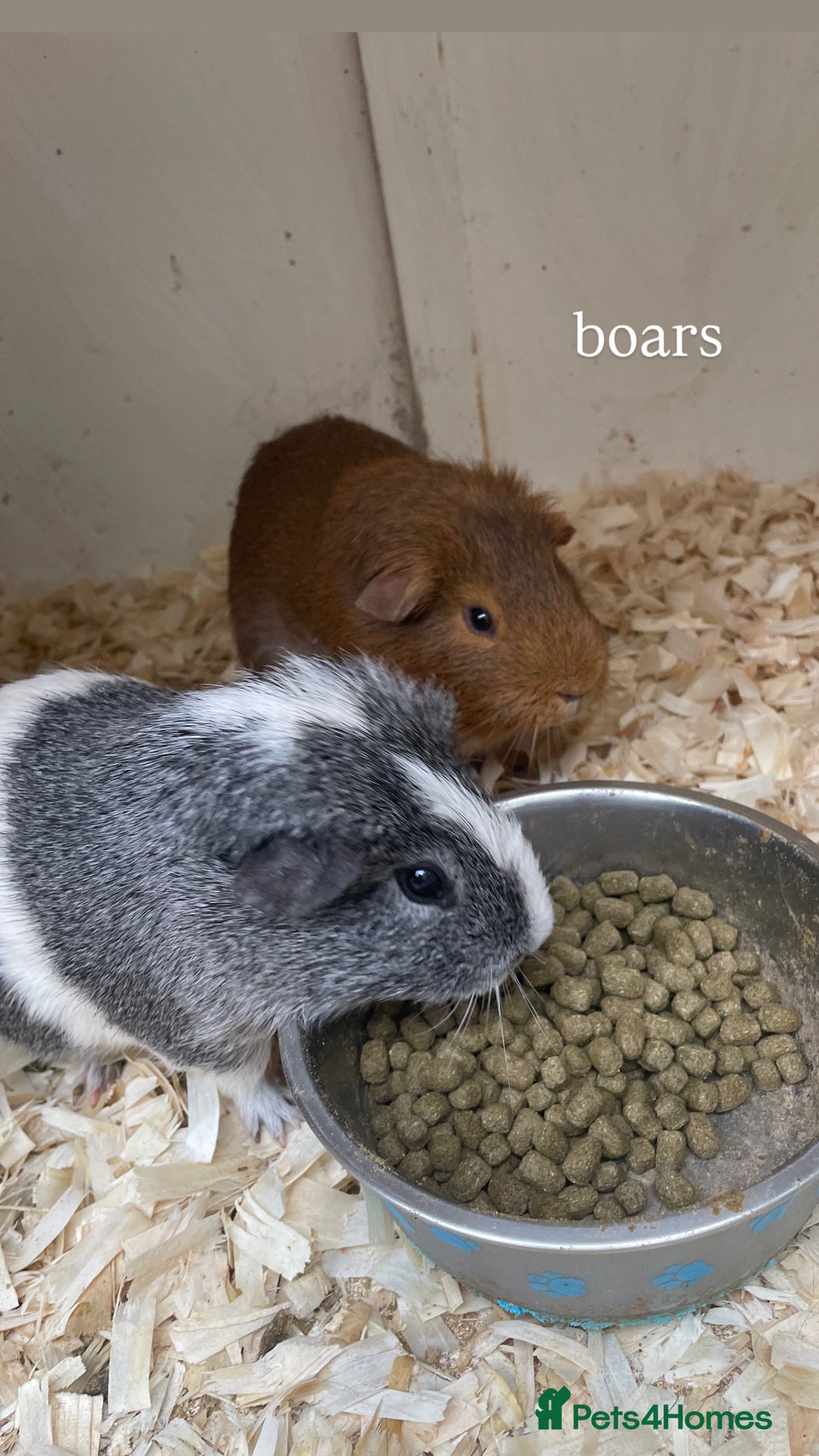 Guinea Pig rodents for sale:  3 boars for sale - Image 1