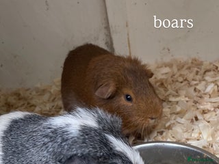 Guinea Pig rodents - Advert 34