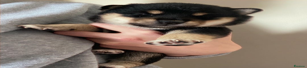 Japanese Shiba Inu Puppy 2