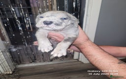 Cane Corso dogs for sale: Look 👀 absolutely stunning cane corso. - Image 11