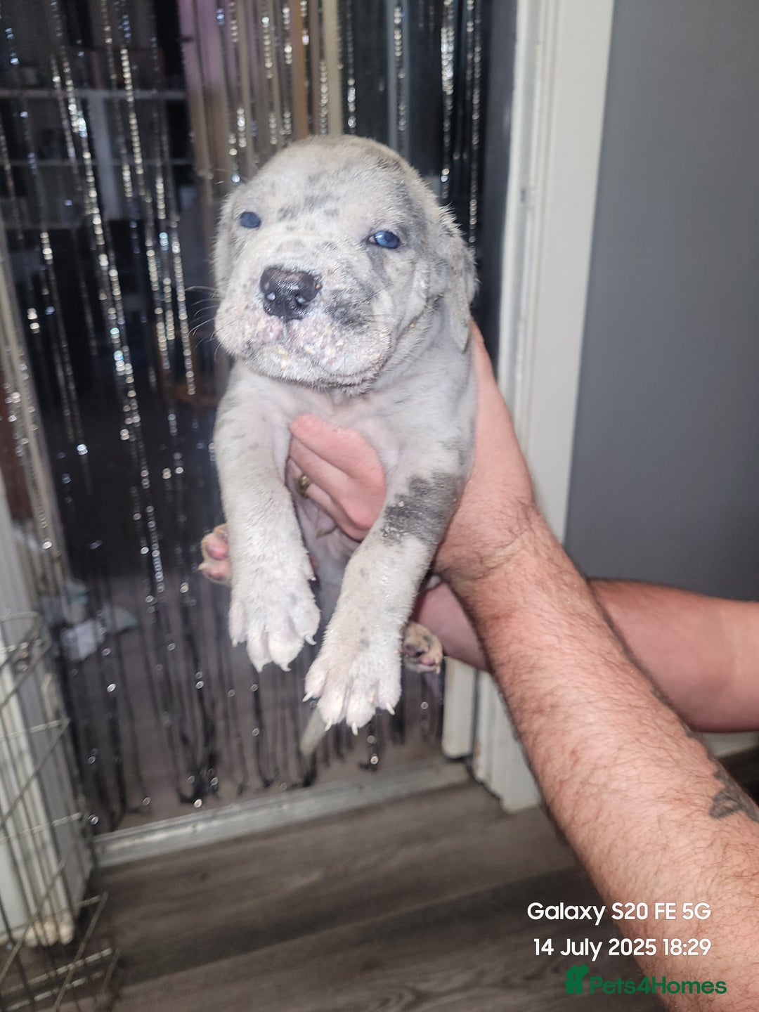 Cane Corso dogs for sale: Look 👀 absolutely stunning cane corso. - Image 11