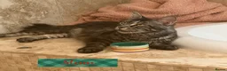 Maine Coon cats for sale: Tica registered black smoke maine coon kittens - Advert 7