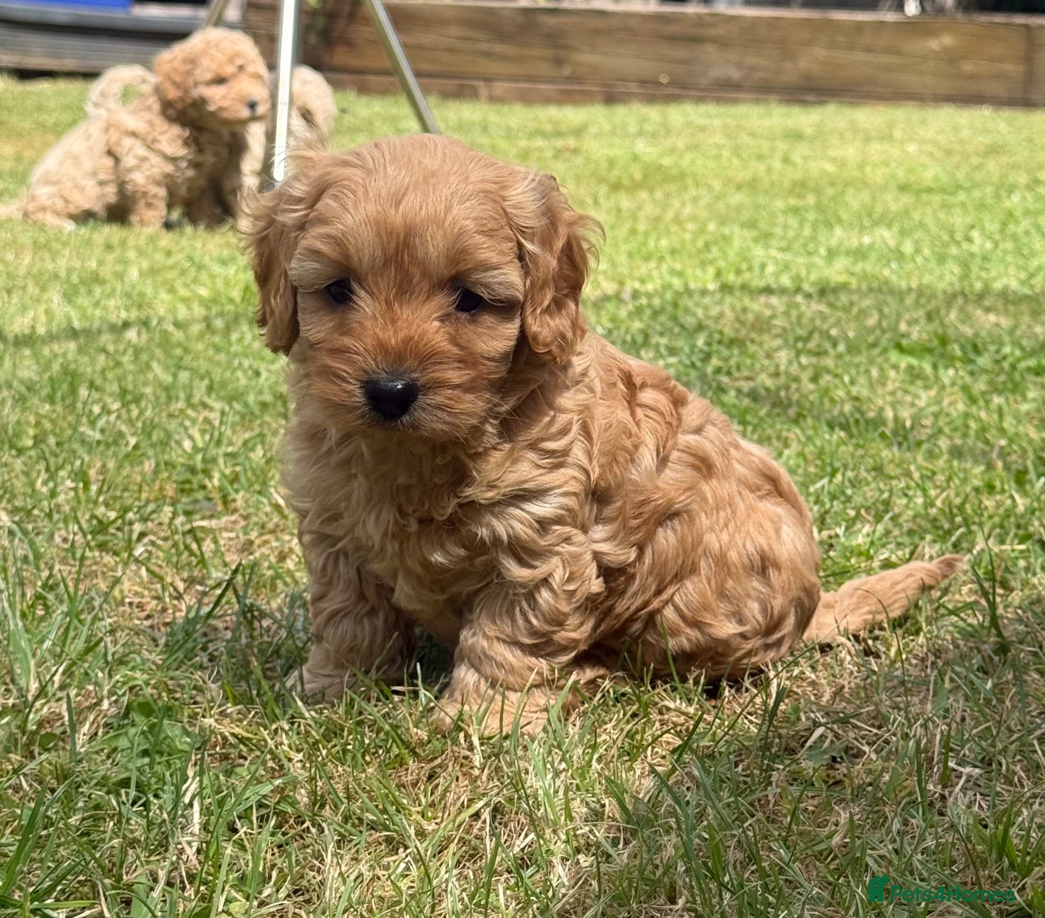 Cockapoo dogs ⭐️COCKAPOO PUPPIES COUNCIL LICENSED BREEDER⭐️ - Advert 2