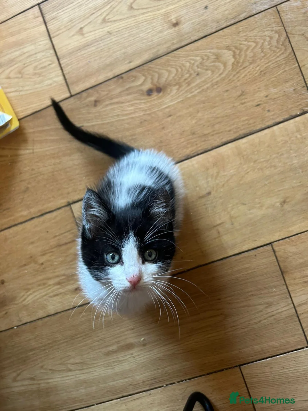 Mixed Breed cats for sale: Ragdoll x tabby - Advert 2