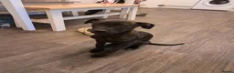 Mixed Breed dogs for sale: Cane corso x female  in Rotherham - Advert 1