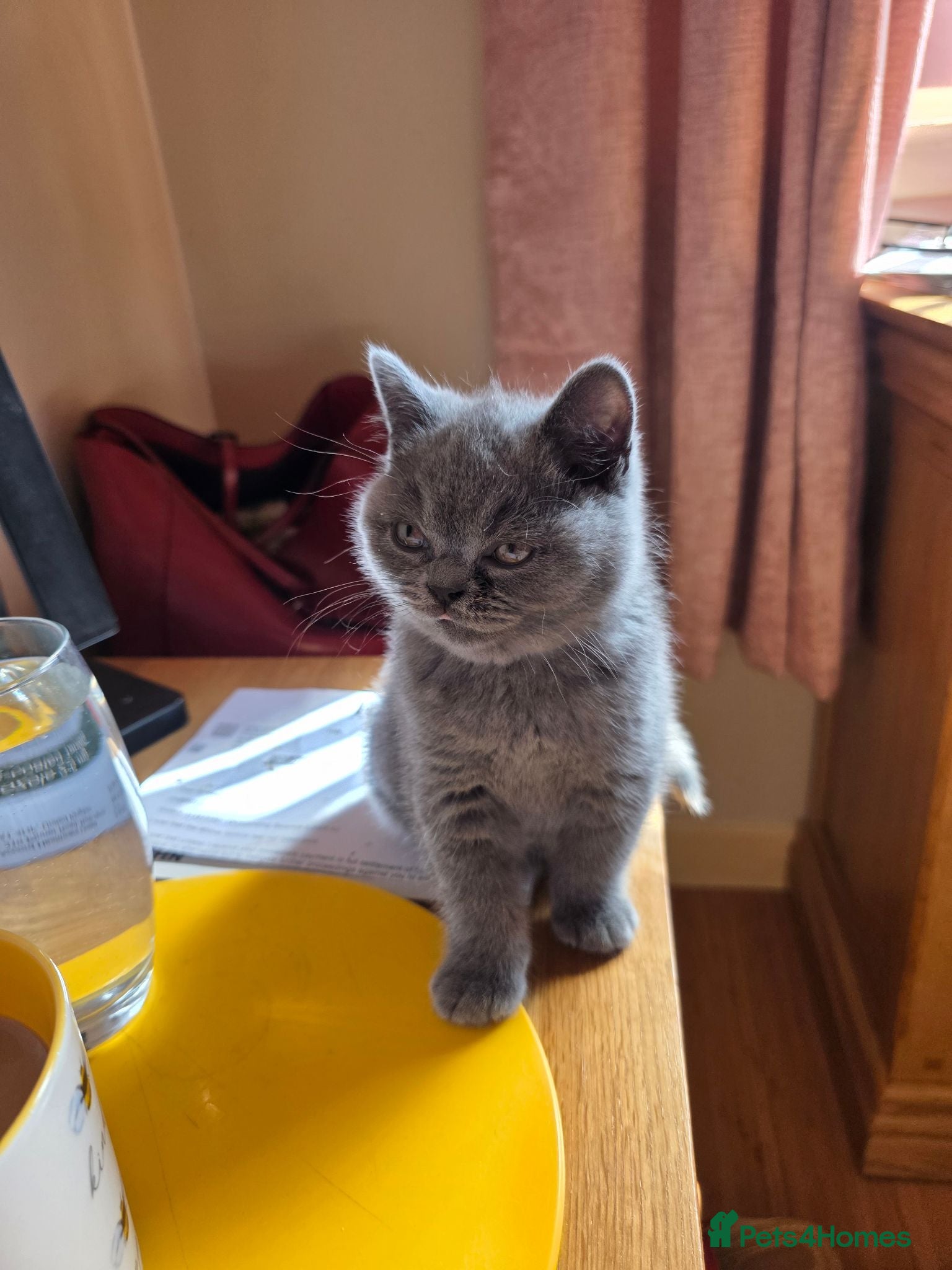 British Shorthair cats British Short Haired - Advert 12