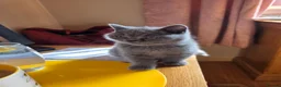 British Shorthair cats for sale: British Short Haired - Advert 1