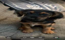 Mixed Breed dogs for sale: Cockerjack puppy for sale  - Image 4