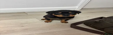 Rottweiler Puppy 9