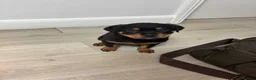 Rottweiler dogs for sale: 🐾🐶 beautifulRottweiler puppies 3 Girls Left🐶🐾 - Advert 34