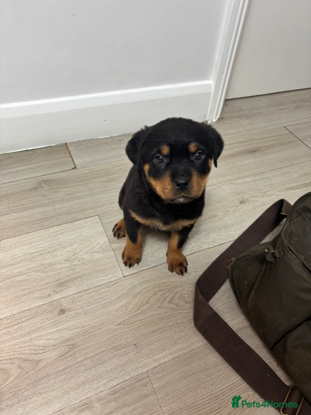 Rottweiler dogs for sale: 🐾🐶 beautifulRottweiler puppies 3 Girls Left🐶🐾 - Advert 34