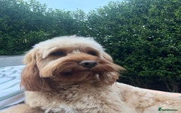 Cockapoo dogs for sale: Toy Cockapoo Puppies, Family Raised, Sweet Natured - Image 16